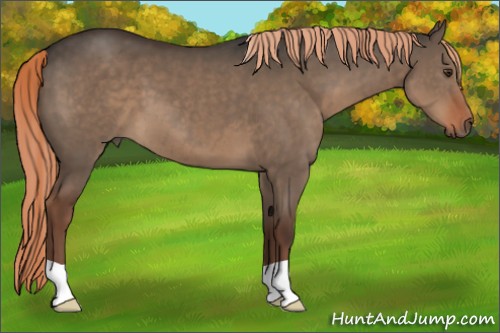 Horse Color:Liver Red Dun 