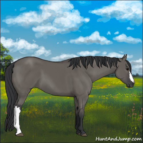 Horse Color:Grullo
