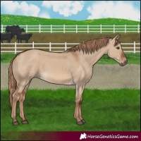 Horse Color:Red Dun 