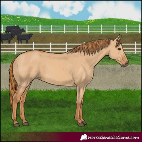 Horse Color:Red Dun