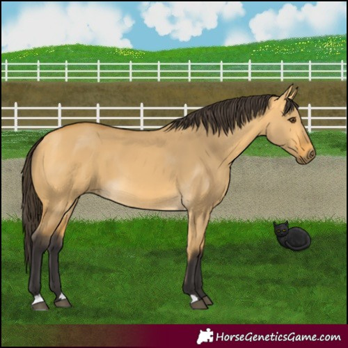 Horse Color:Buckskin Dun 