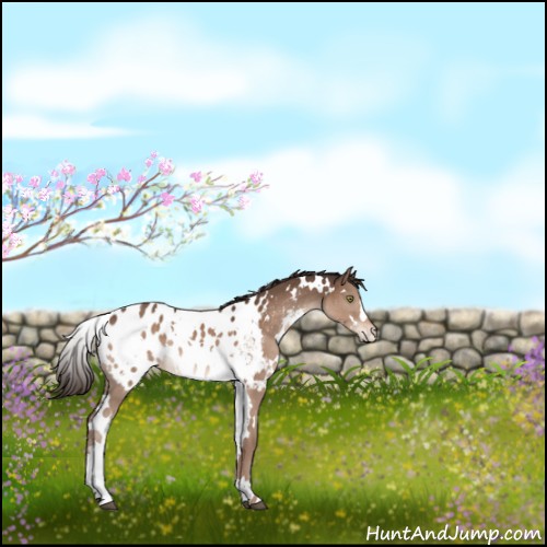 Horse Color:White Spotted Liver Chestnut Appaloosa 