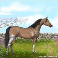 Horse Color:White Spotted Brown Dun 