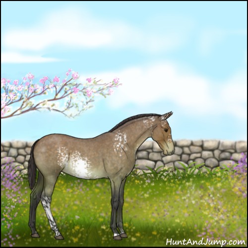 Horse Color:White Spotted Buckskin Roan 