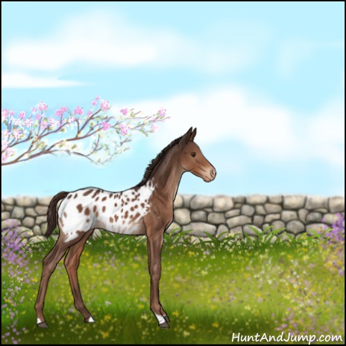 Horse Color:Liver Chestnut Tobiano Appaloosa 