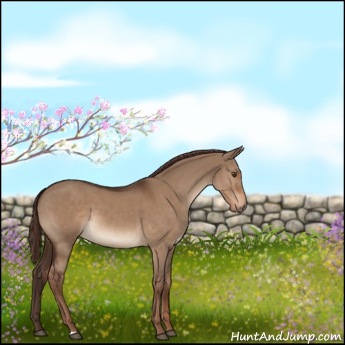 Horse Color:Liver Red Dun 