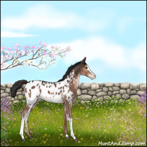Horse Color:White Spotted Liver Chestnut Appaloosa 