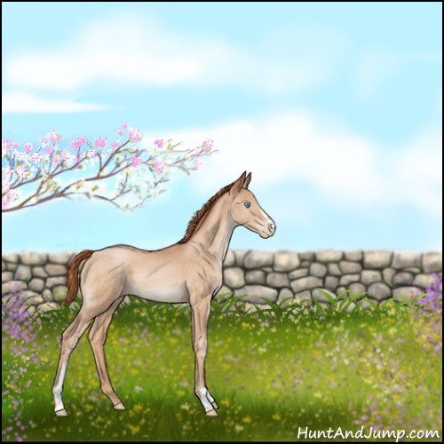 Horse Color:White Spotted Buckskin Pearl Sabino Rabicano 
