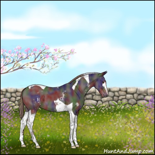 Horse Color:Nacre White Spotted Liver Chestnut Tobiano 