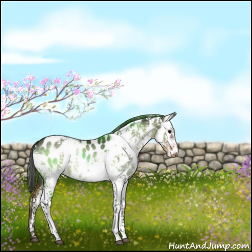 Horse Color:White Spotted Bay Dun Appaloosa 