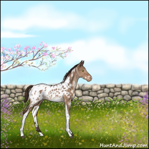 Horse Color:White Spotted Liver Red Dun Tobiano Appaloosa 
