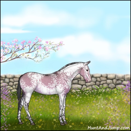 Horse Color:White Spotted Brown Dun Rabicano 