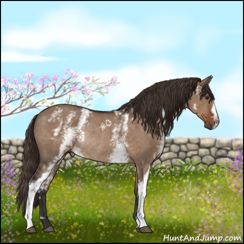 Horse Color:White Spotted Liver Red Dun Rabicano 