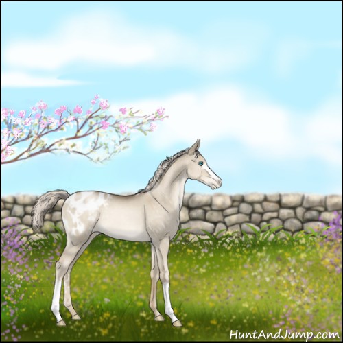 Horse Color:White Spotted Chocolate Palomino Pearl Dun Appaloosa Rabicano 