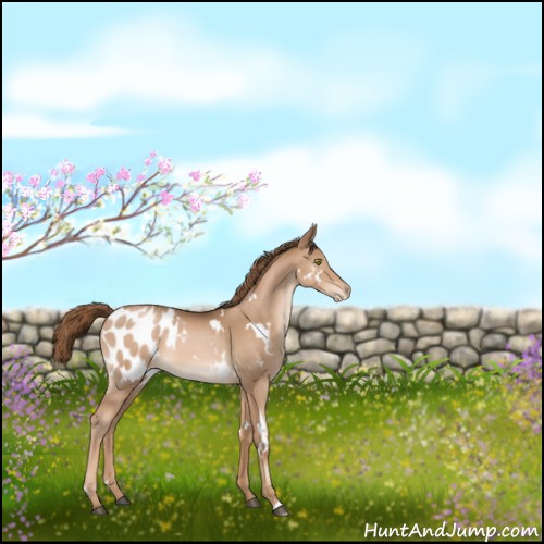 Horse Color:White Spotted Liver Chestnut Pearl Appaloosa Rabicano 