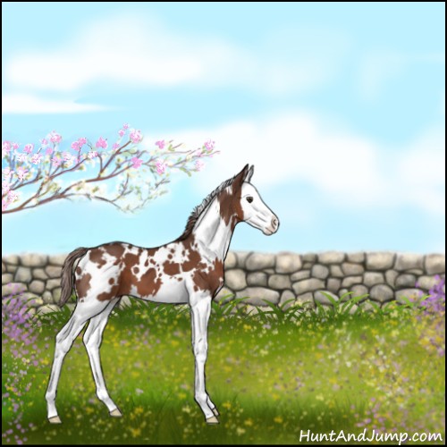 Horse Color:White Spotted Liver Chestnut Splash 
