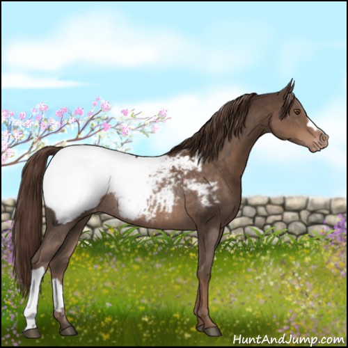 Horse Color:Liver Chestnut Appaloosa Rabicano 