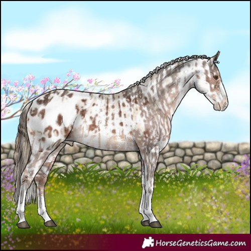 Horse Color:Liver Chestnut Sabino Appaloosa Rabicano  and White Spotted Buckskin Pearl Dun Sabino Appaloosa 