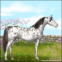 Horse Color:Liver Red Dun Near Leopard 