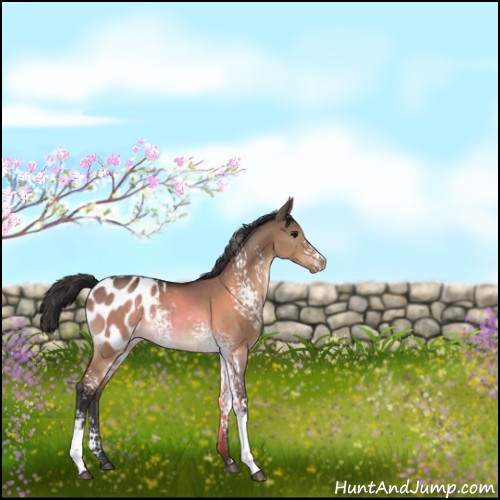 Horse Color:White Spotted Bay Dun Appaloosa 