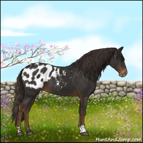 Horse Color:Liver Chestnut Appaloosa 