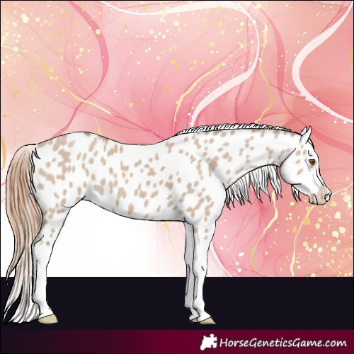 Horse Color:Classic Champagne Dun Splash Appaloosa 