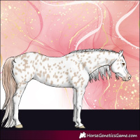 Horse Color:Classic Champagne Dun Splash Appaloosa 