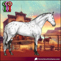 Horse Color:Gray White Spotted Silver Brown Appaloosa