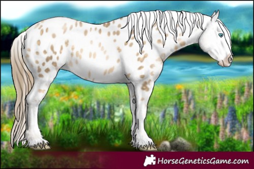 Horse Color:Buckskin Pearl Near Leopard Rabicano 