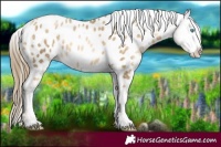 Horse Color:Buckskin Pearl Near Leopard Rabicano
