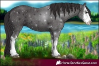 Horse Color:White Spotted Smoky Black 
