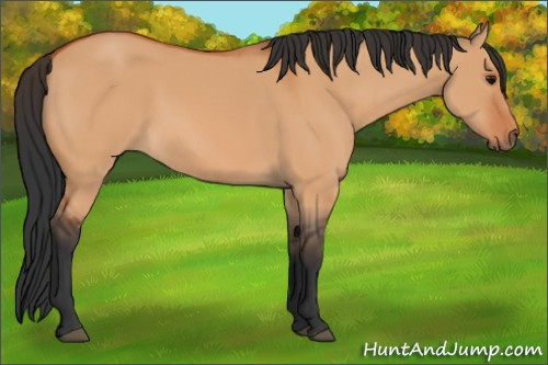 Horse Color:Bay Dun 
