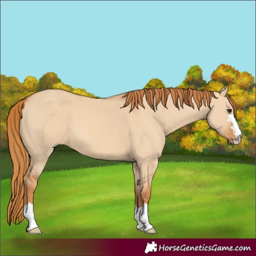 Horse Color:Red Dun 