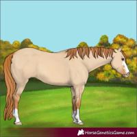 Horse Color:Red Dun