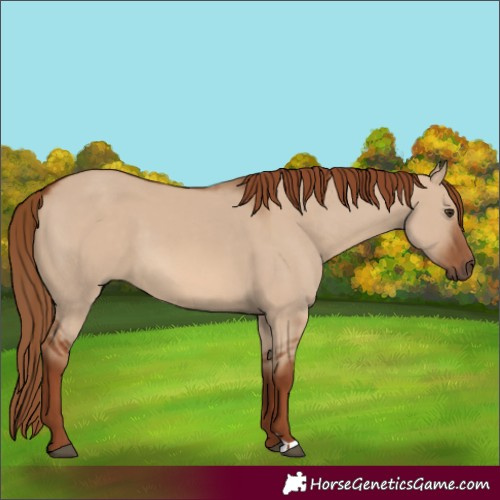 Horse Color:Red Dun 