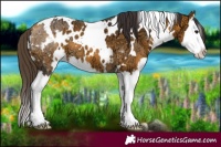 Horse Color:White Spotted Buckskin Ice Splash 