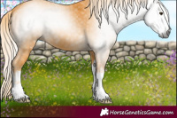 Horse Color:Gray White Spotted Palomino 