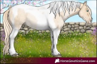 Horse Color:Palomino Pearl Dun Tobiano Rabicano 