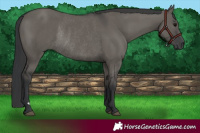 Horse Color:Grullo Rabicano 