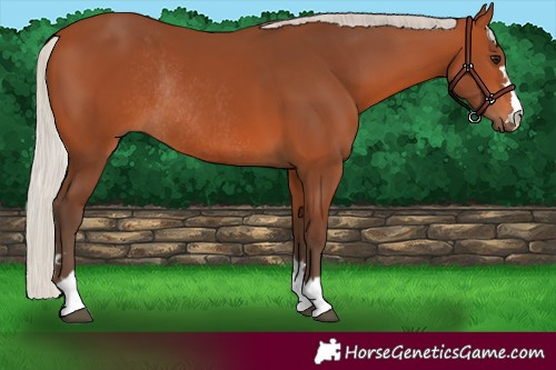 Horse Color:Silver Bay Rabicano 