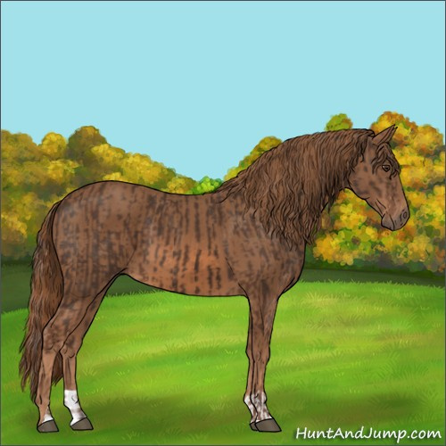 Horse Color:Liver Chestnut  and Chestnut 
