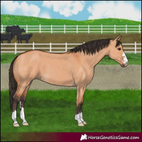 Horse Color:Bay Dun 