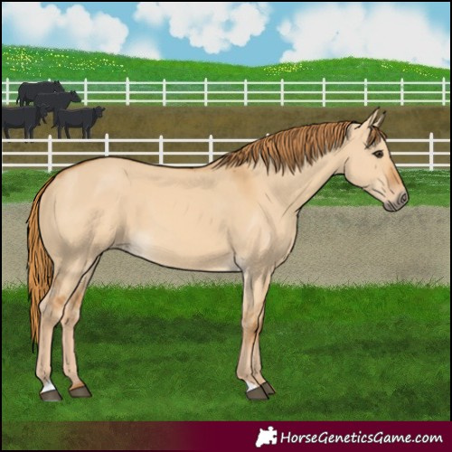 Horse Color:Red Dun 
