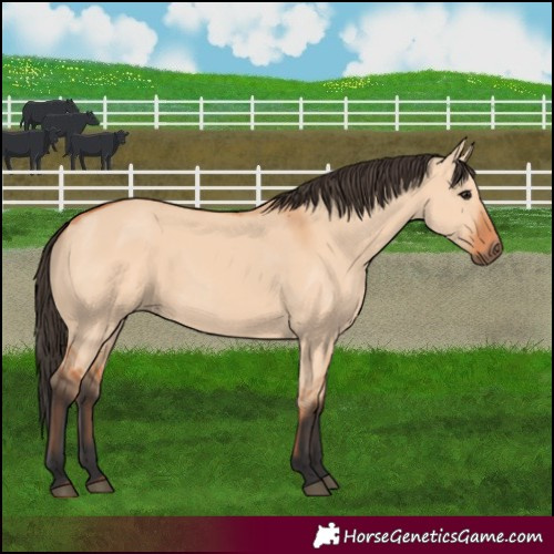 Horse Color:Bay Dun