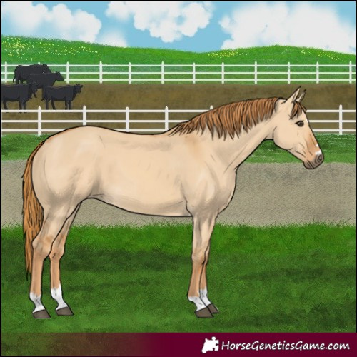 Horse Color:Red Dun