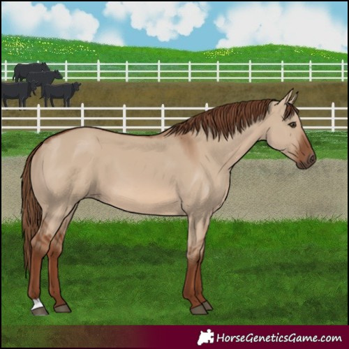 Horse Color:Red Dun 