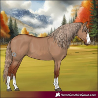 Horse Color:Red Dun 
