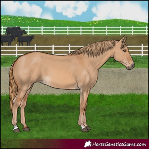 Horse Color:Red Dun