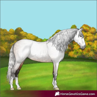 Horse Color:Gray Silver Bay Dun 