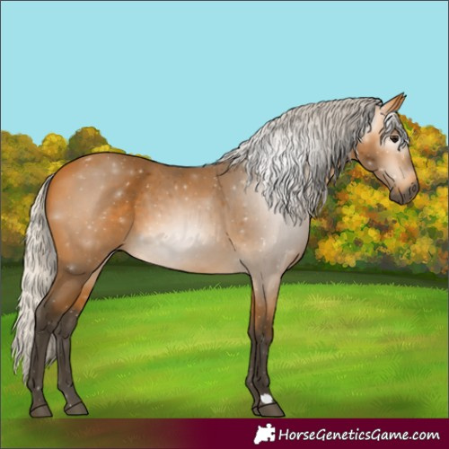 Horse Color:Gray Silver Buckskin 